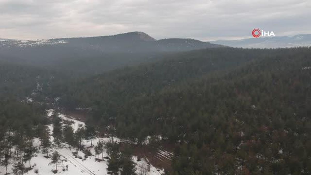 Emekli şef 30 milyon ağaç dikerek bölgenin geleceğine dokundu