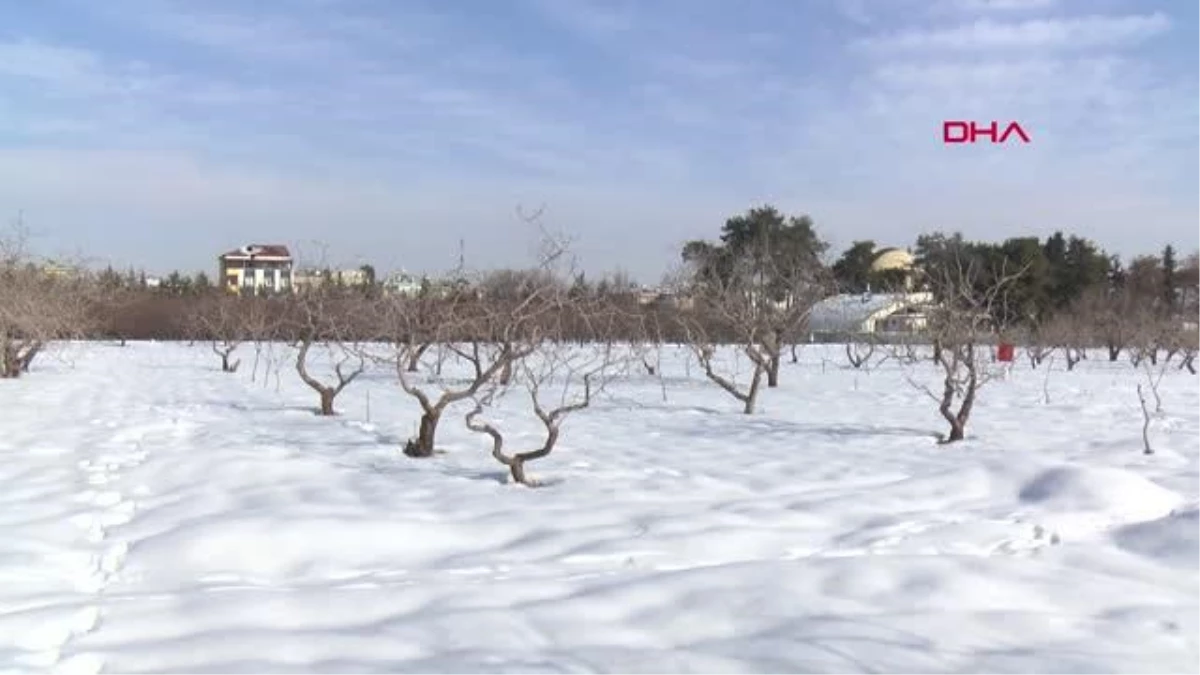 KAR YAĞIŞI ANTEPFISTIĞINDA REKOLTEYİ ARTIRACAK--