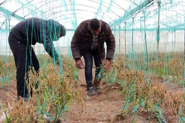 Mersin'i zirai don vurdu, seralarda ürün kalmadı
