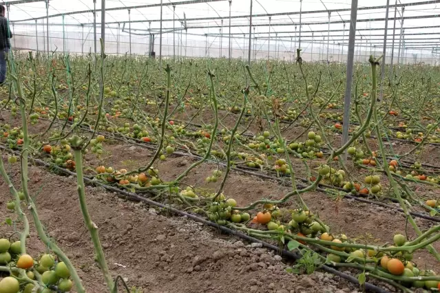 Mersin'i zirai don vurdu, seralarda ürün kalmadı