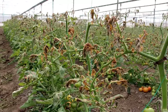 Mersin'i zirai don vurdu, seralarda ürün kalmadı