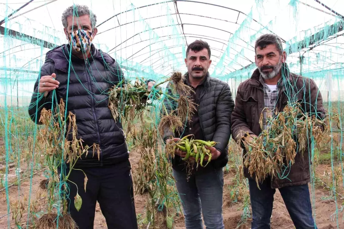 Mersin\'i zirai don vurdu, seralarda ürün kalmadı