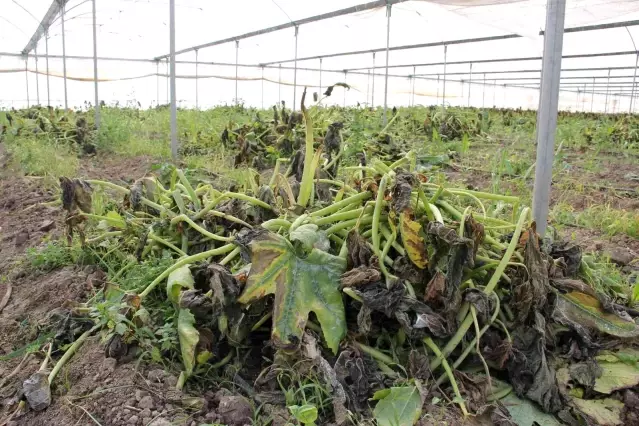 Mersin'i zirai don vurdu, seralarda ürün kalmadı