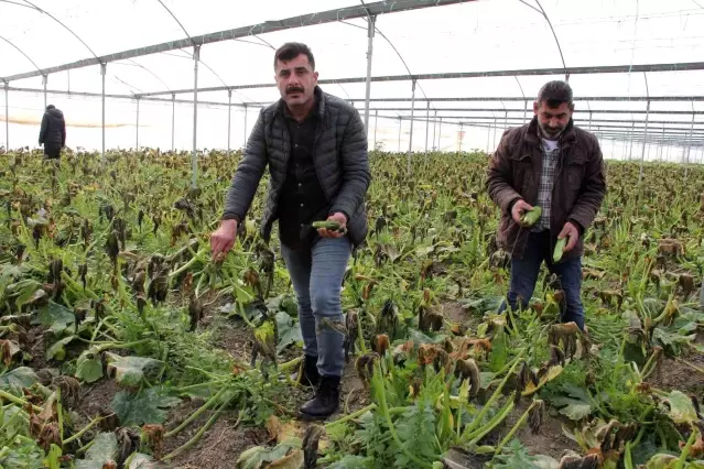Mersin'i zirai don vurdu, seralarda ürün kalmadı