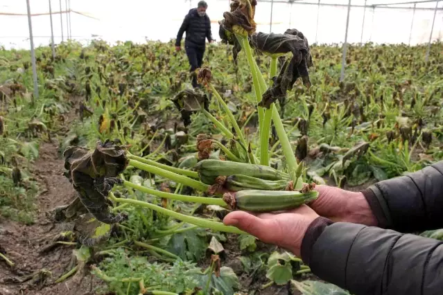 Mersin'i zirai don vurdu, seralarda ürün kalmadı