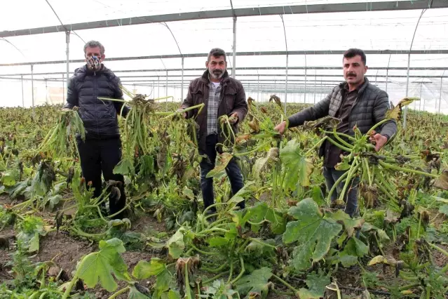 Mersin'i zirai don vurdu, seralarda ürün kalmadı