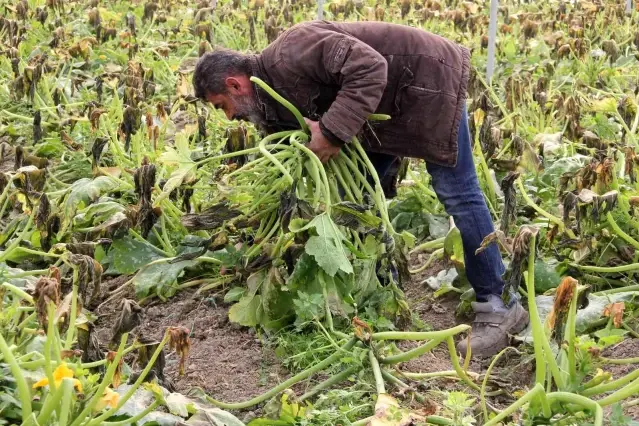 Mersin'i zirai don vurdu, seralarda ürün kalmadı
