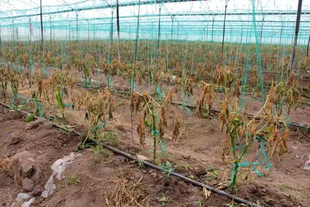 Mersin'i zirai don vurdu, seralarda ürün kalmadı