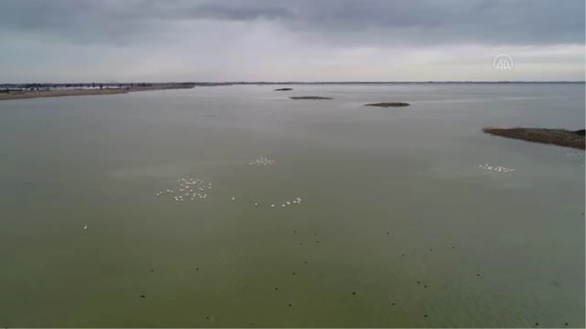 Mevsimsel şartlar Çukurova Deltası\'nın flamingo sayısını düşürdü