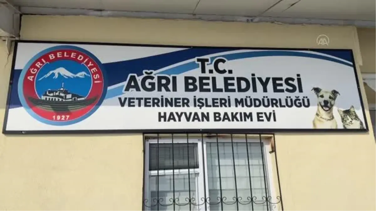 Şehre inen halsiz ve aç kurt rehabilitasyona alındı