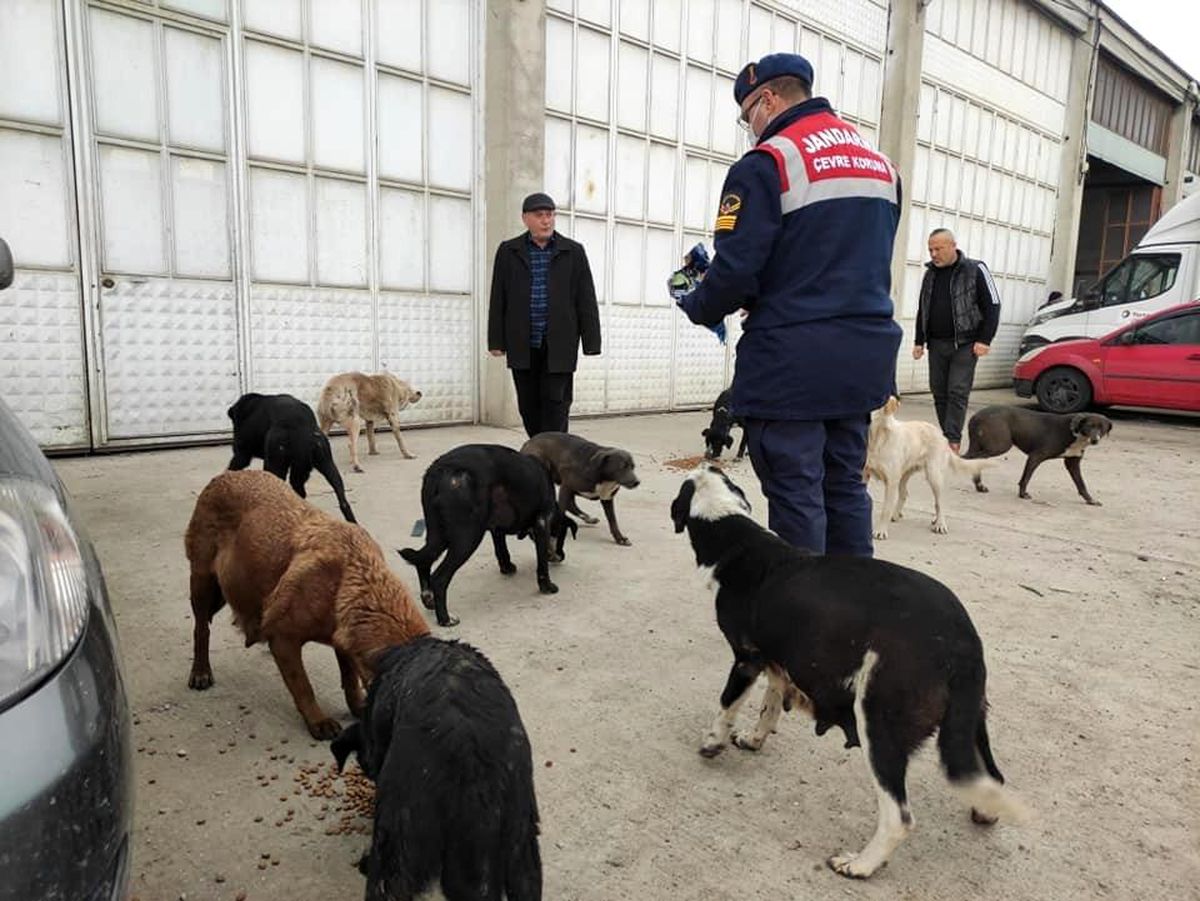 Sokak hayvanlarına 500 kilo yem dağıtıldı