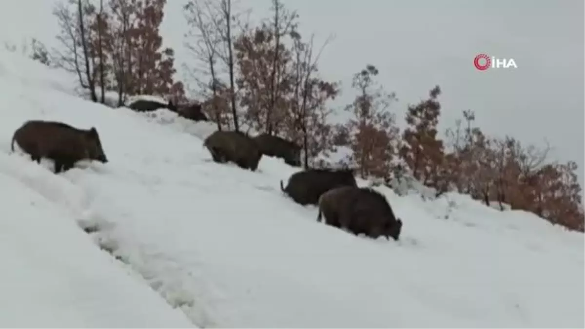 Tunceli\'de aç kalan yaban domuzları sürü halinde merkeze indi