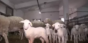 Üniversitedeki çiftlikte yılın ilk kuzuları dünyaya gözlerini açtı