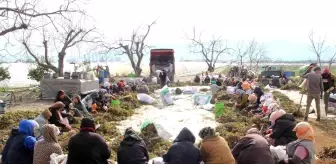 Aydın'da çilek fidelerinin gençleştirilmesi için yüzlerce işçi tarlaya indi