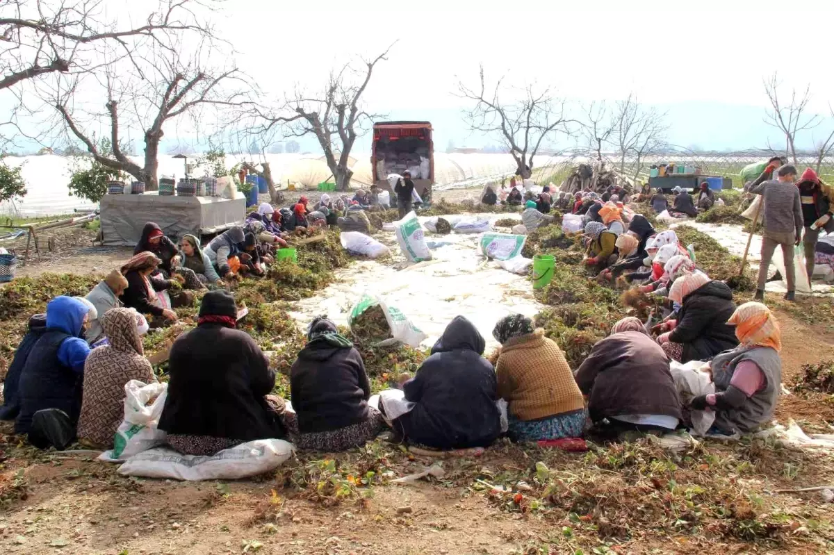 Aydın\'da çilek fidelerinin gençleştirilmesi için yüzlerce işçi tarlaya indi