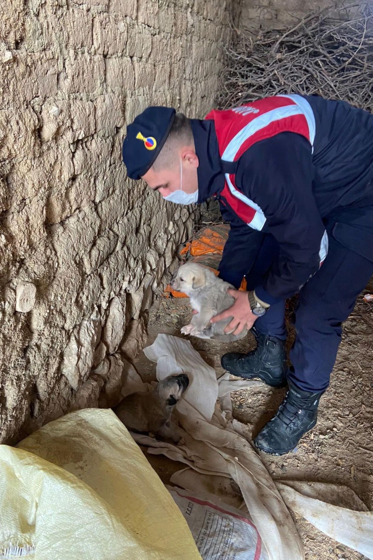 Elazığ\'da soğuktan etkilenen köpek ve yavrularına jandarma sahip çıktı