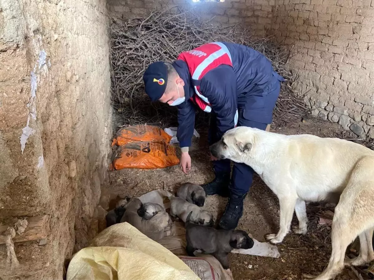 Son dakika haberi... Jandarma ekipleri, anne ve yavru köpeklere sahip çıktı