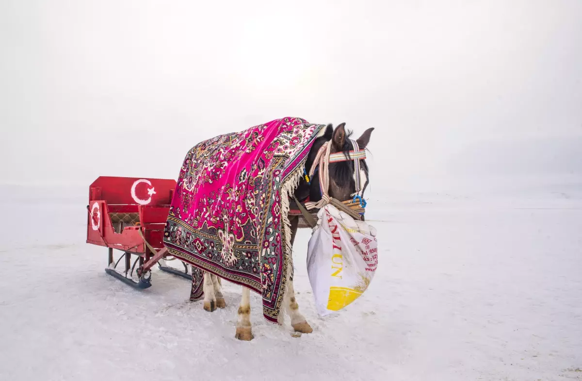 Son dakika... Kızakçılar Çıldır Gölü\'nde atlarını soğuktan battaniye ve halıyla koruyor