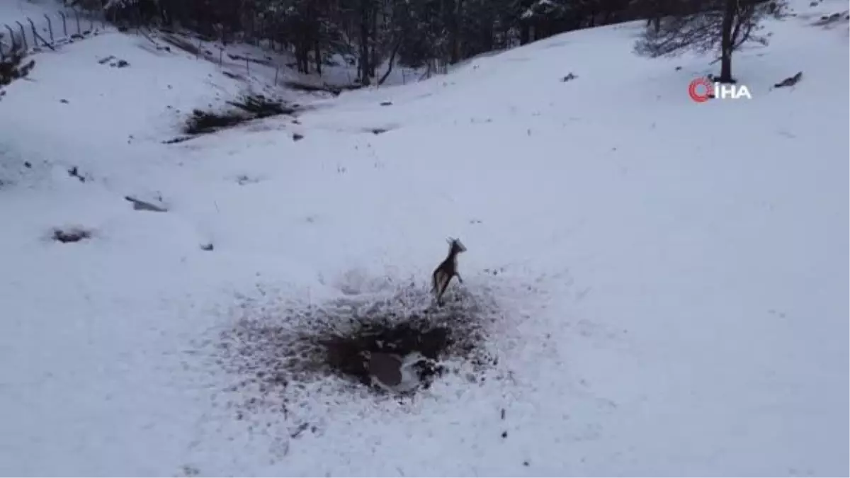 Kızıl geyikler doğa tutkunlarını çok sevdi