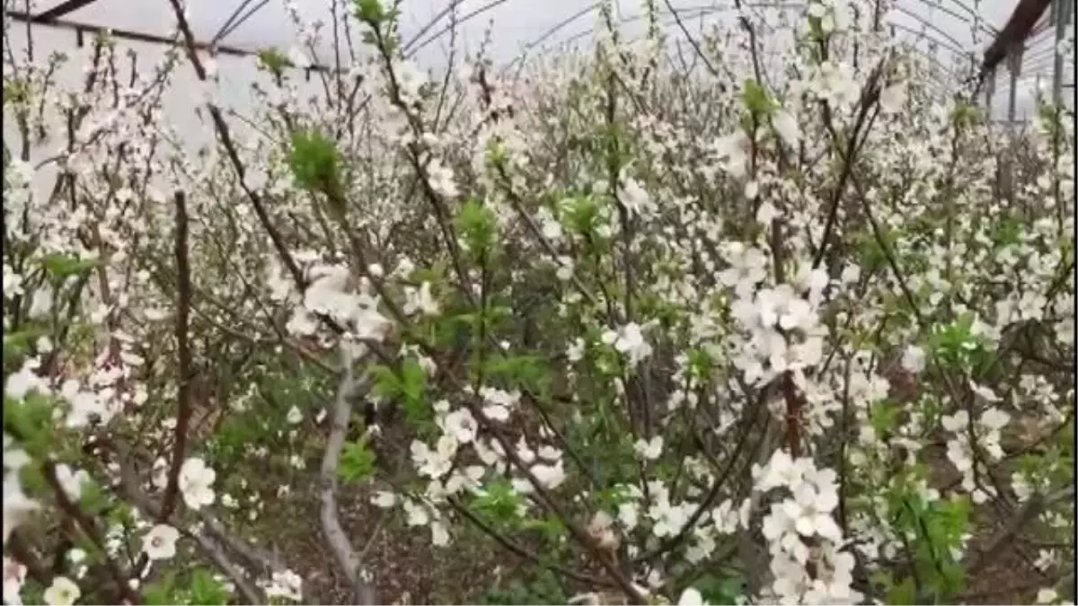 Örtü altındaki erik ağaçları çiçek açtı