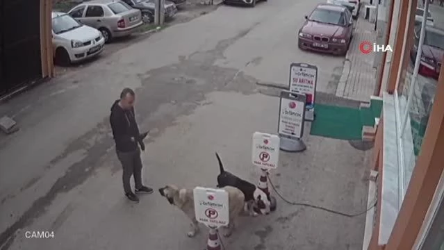 Pitbull cinsi köpeğini sokak köpeğine saldırttı... Önce özçekim yaptı, sonra sokak köpeğini tekmeleyerek ayırmaya çalıştı