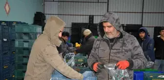 Romanya, Makedonya, Ukrayna'ya ayva ve karyağdı armudu ihracatı