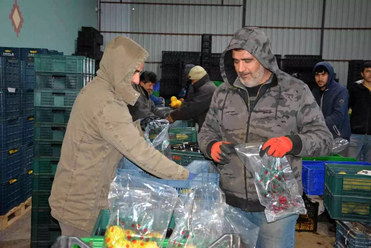 Romanya, Makedonya, Ukrayna\'ya ayva ve karyağdı armudu ihracatı