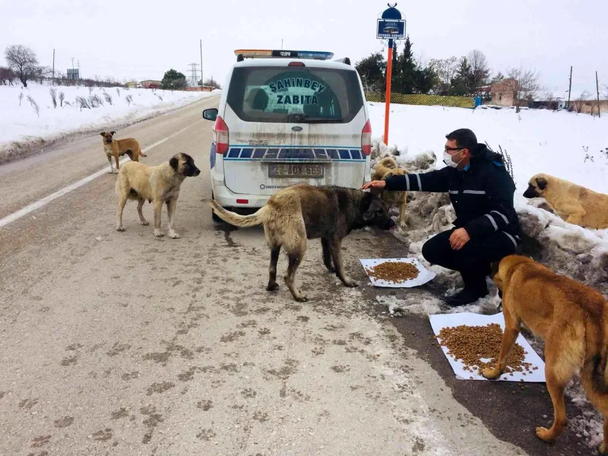 Şahinbey Belediyesi sokak hayvanlarını unutmadı