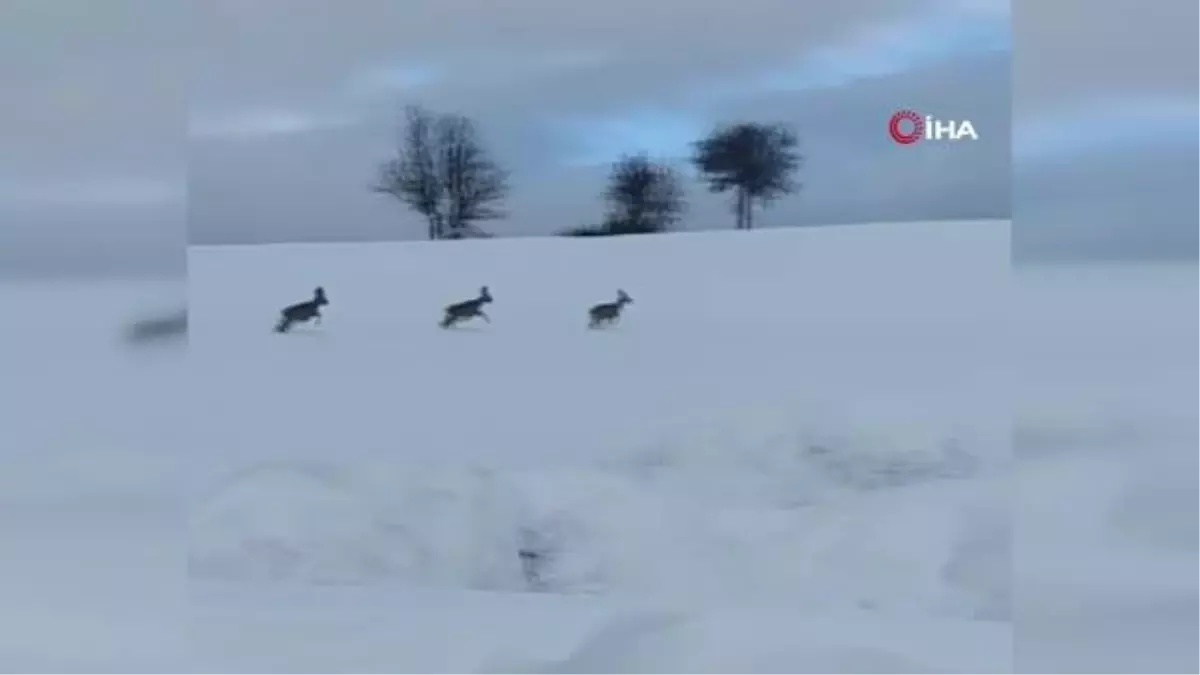 Aç kalan karacalar yol kenarına indi