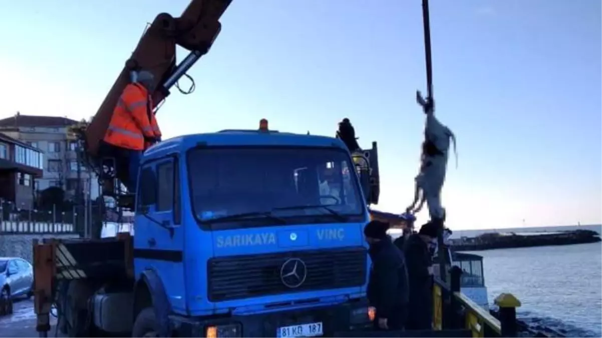 Karadeniz\'den hamsi yerine büyükbaş hayvan çıktı! Ölüsü kıyıya vurdu