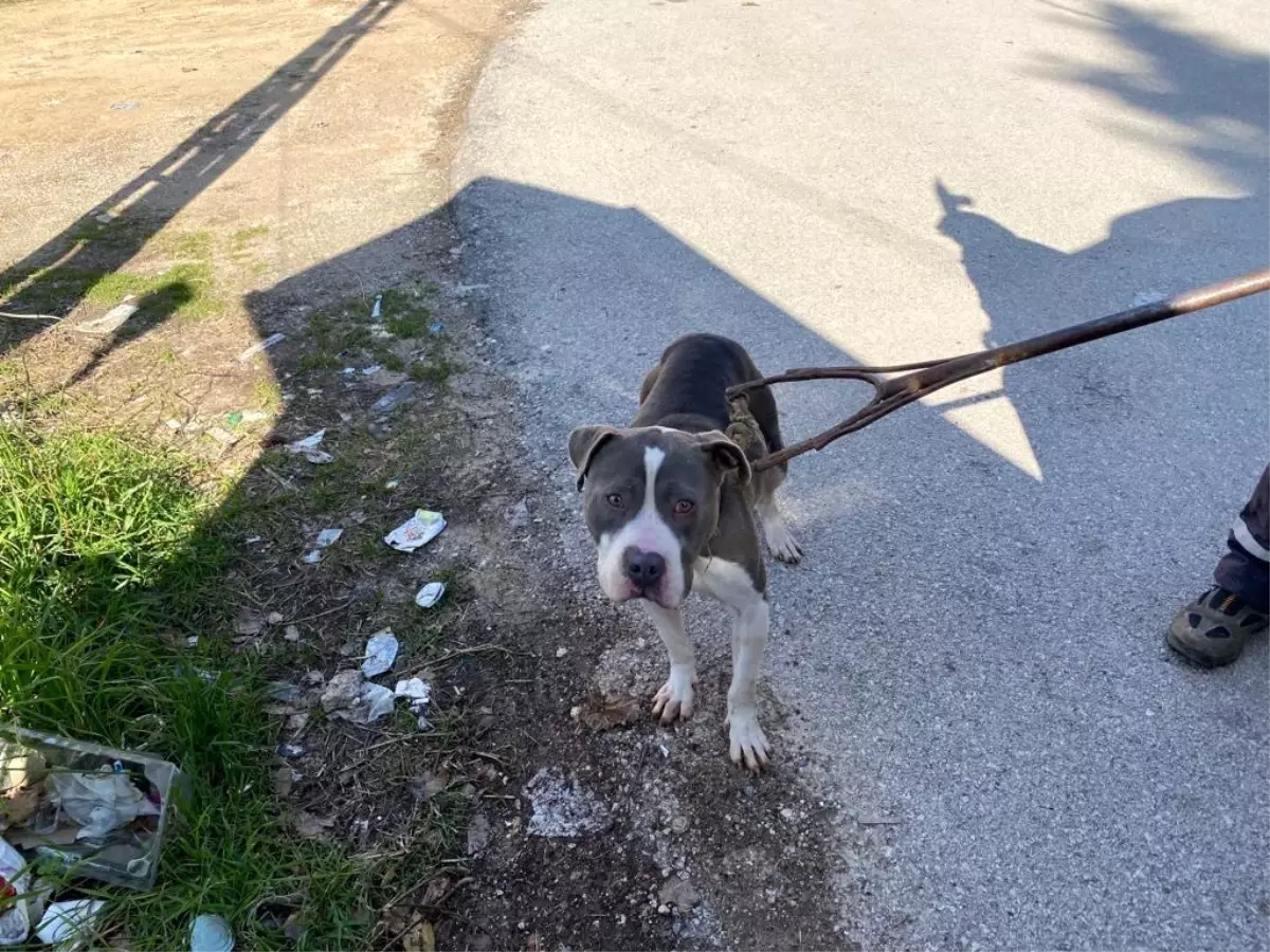 Sokak köpeklerini yaralayan pitbull yakalanarak barınağa götürüldü