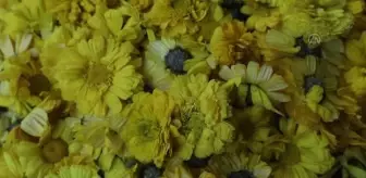 YENİ DELHİ - Hindistan'ın Nizamuddin Evliya Dergahı bahar festivalinde sarıya bezendi