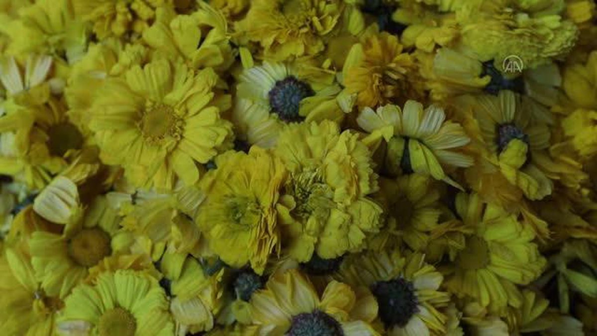 YENİ DELHİ - Hindistan'ın Nizamuddin Evliya Dergahı bahar festivalinde sarıya bezendi