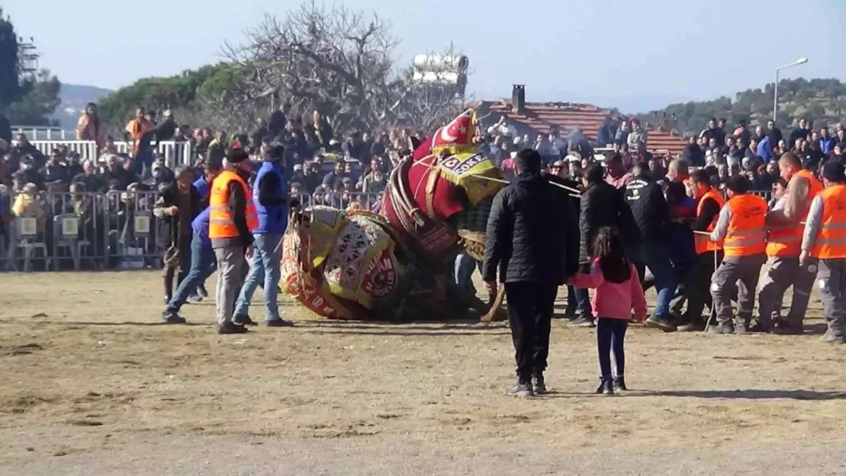 12.Geleneksel Karaağaç Folklorik Deve Güreşleri yapıldı