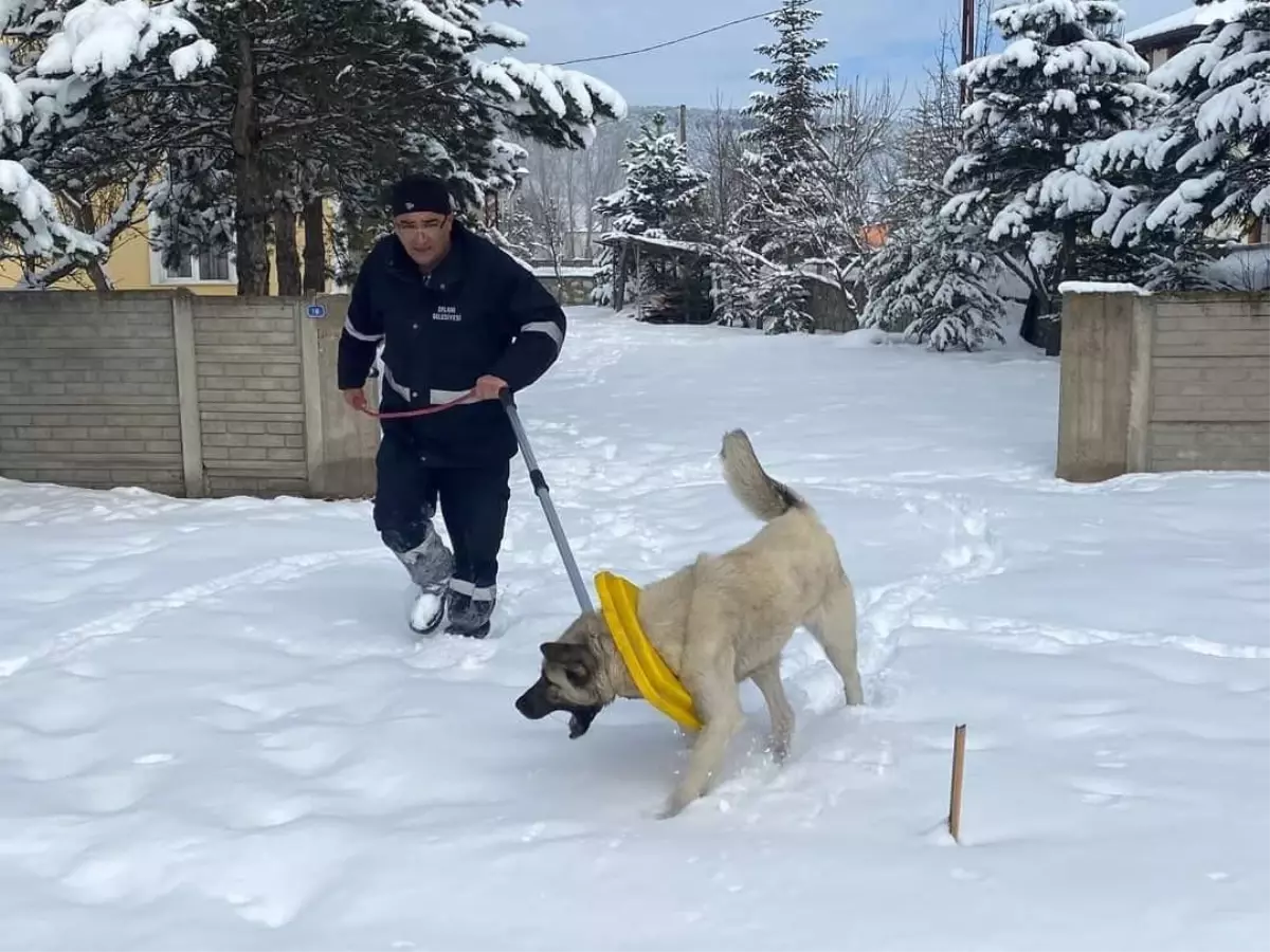 Boynuna çöp kutusu kapağı takılan köpeği belediye personeli kurtardı