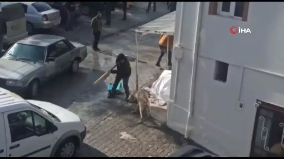 Köpeklerin kavgasına vatandaştan sopalı ve tekmeli müdahale