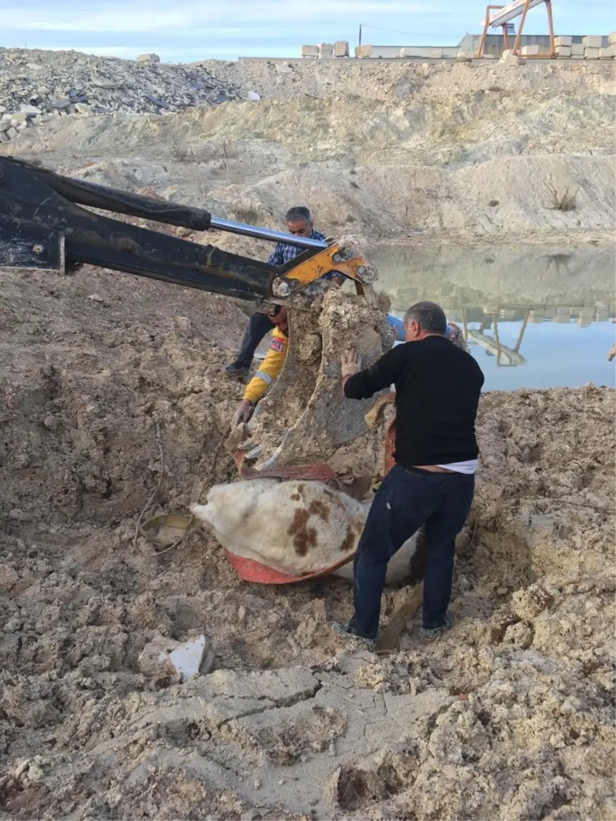 Bataklıkta mahsur kalan 2 inek kurtarıldı