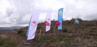Yangından zarar gören ormanlık alanlar ağaçlandırılıyor
