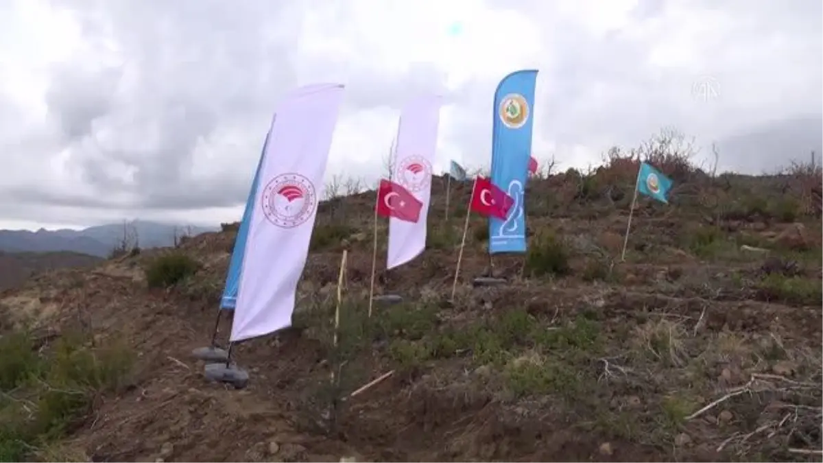 Yangından zarar gören ormanlık alanlar ağaçlandırılıyor