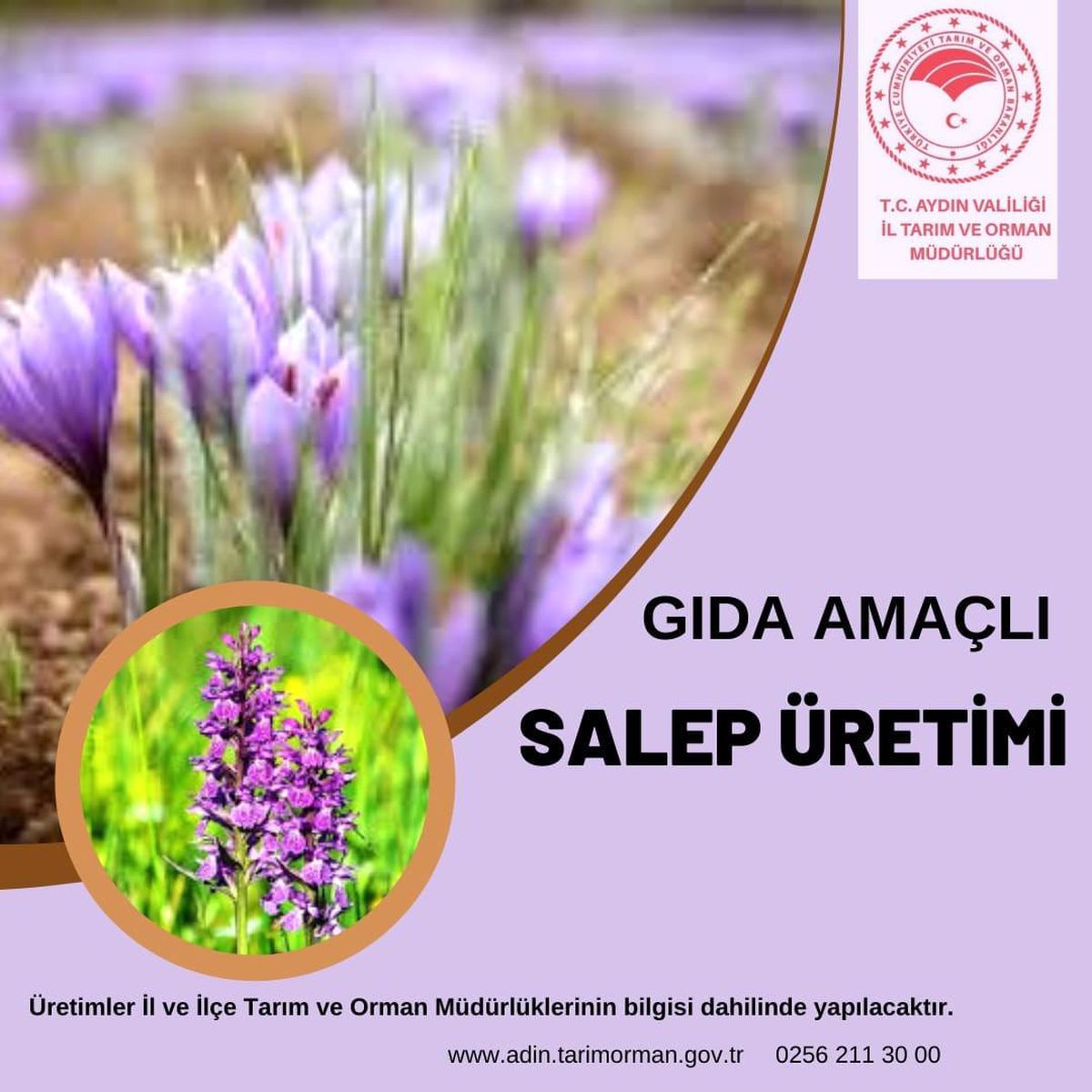 Aydın\'da gıda amaçlı salep üretimi yapılabilecek
