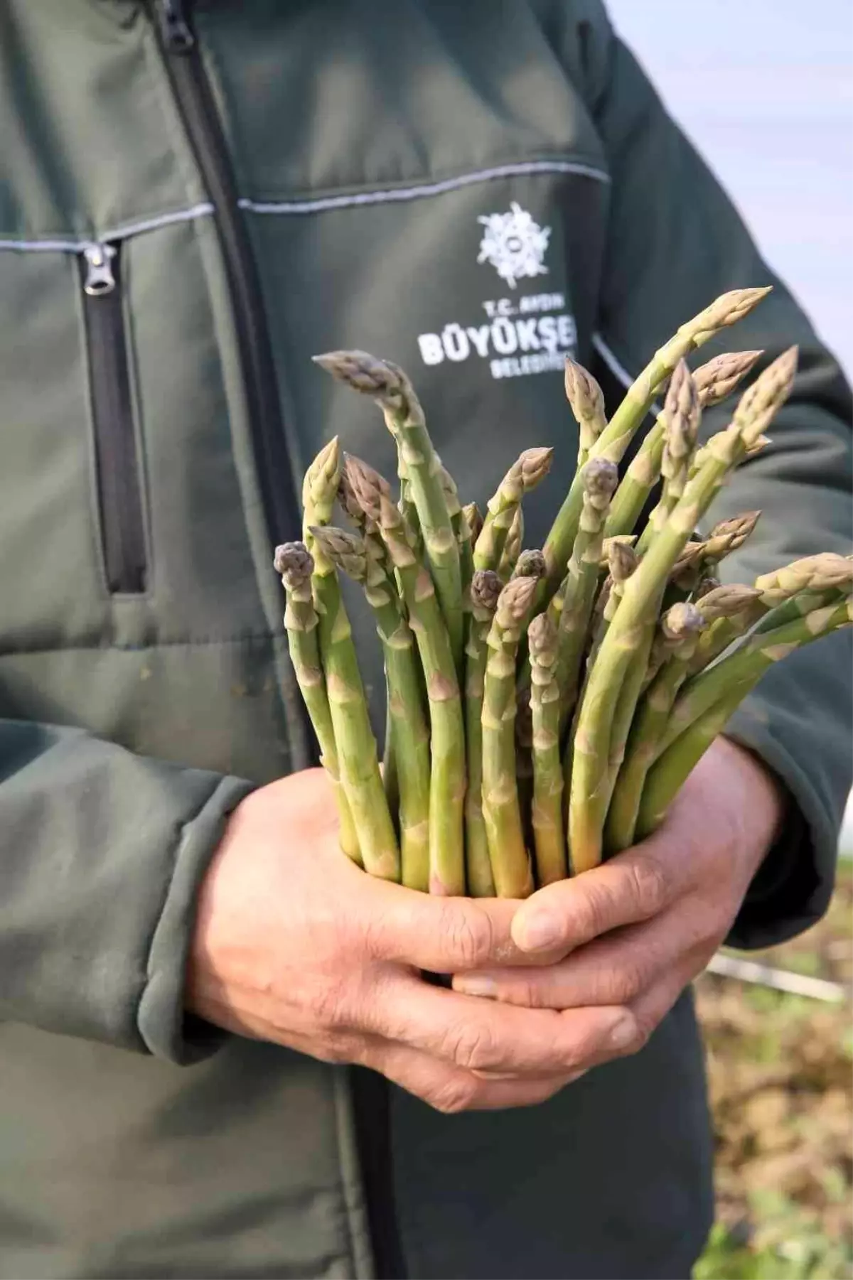 Büyükşehir\'in Çiftçi Merkezi\'ndeki kuşkonmazlardan erkenci hasat yapıldı