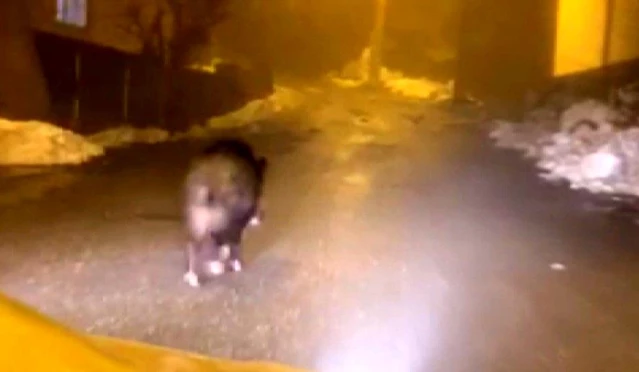 Son dakika haber: Diyarbakır'ın Kulp ilçesinde ilçe merkezine inen domuzlar kameraya yansıdı