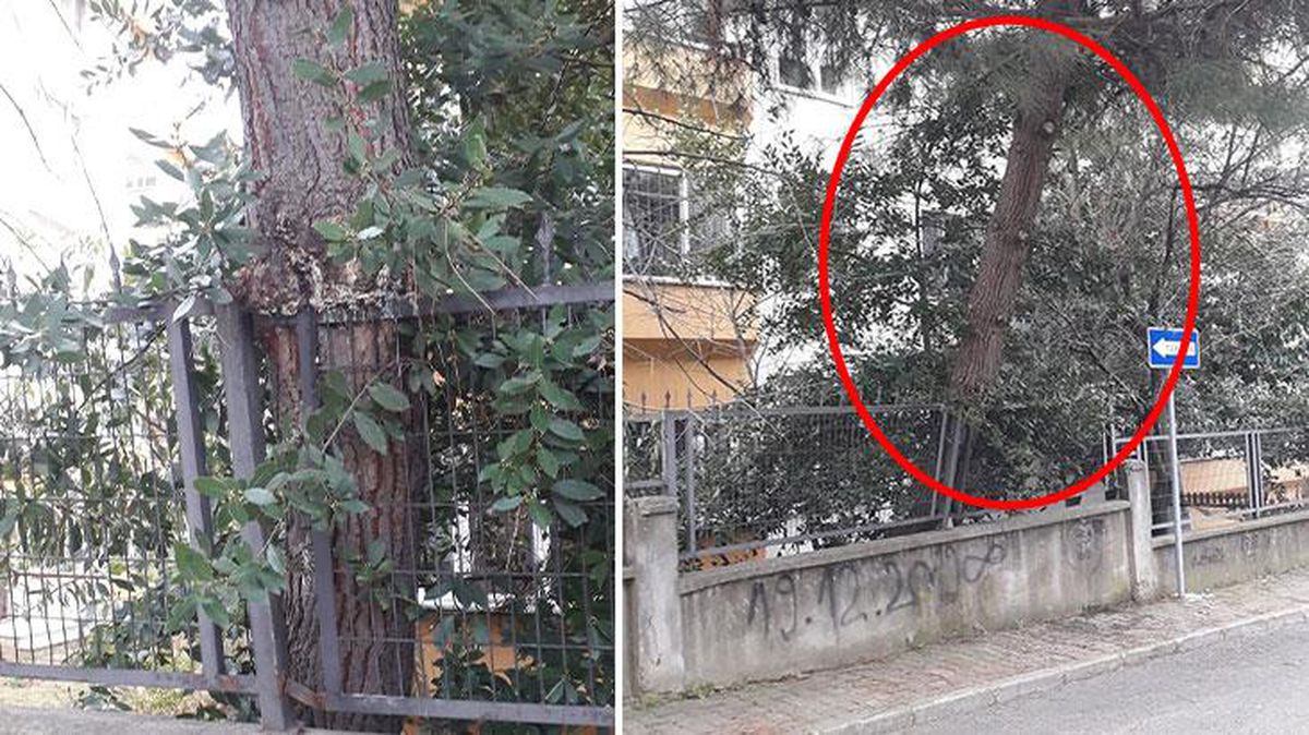 İstanbul'da korkutan manzara! Devrilmek üzere olan ağaç tehlike saçıyor