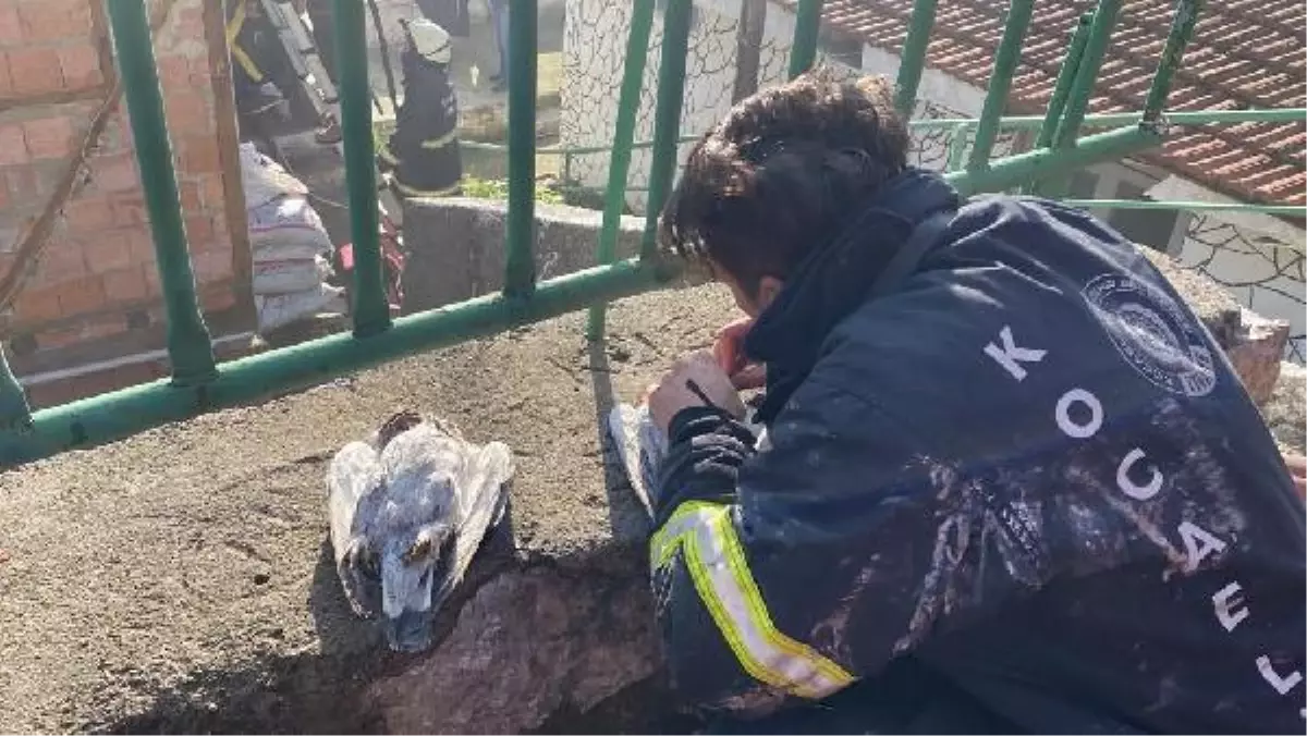 İtfaiye eri suni teneffüs ve kalp masajı yaptı! Güvercinler kurtulamadı