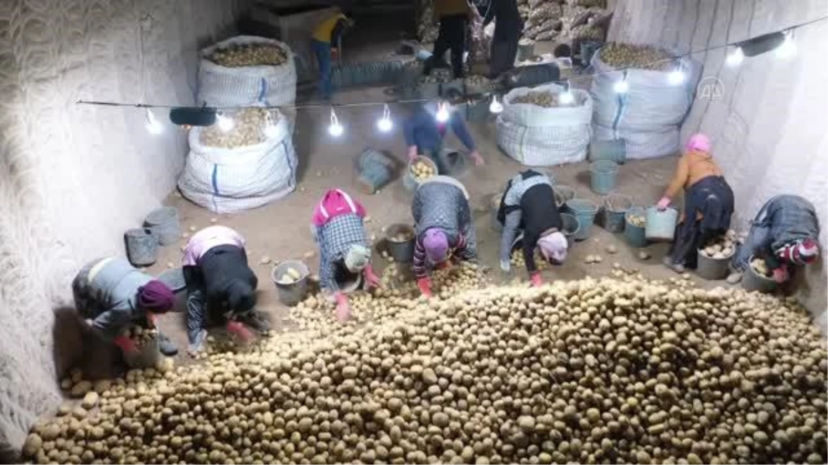 Kapadokya\'dan günlük binlerce ton patates iç ve dış piyasaya sevk ediliyor