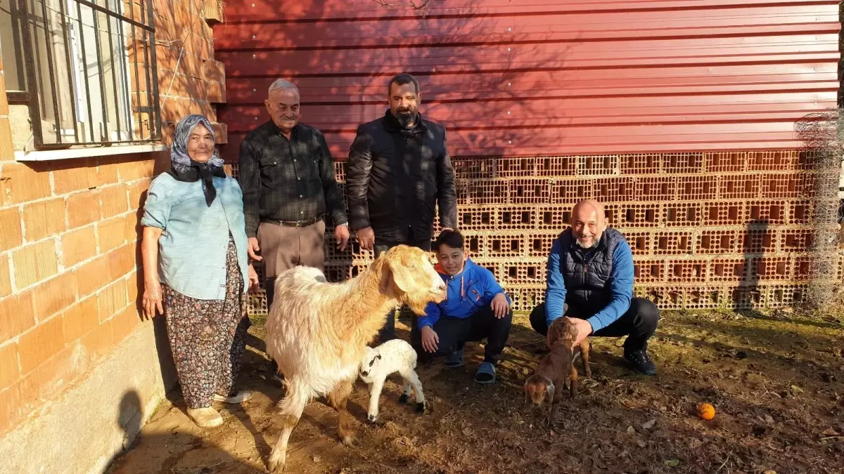 Bütün köy şaşırıp kaldı! Herkes keçinin doğurduğu kuzuyu görmek için ahırı ziyaret ediyor