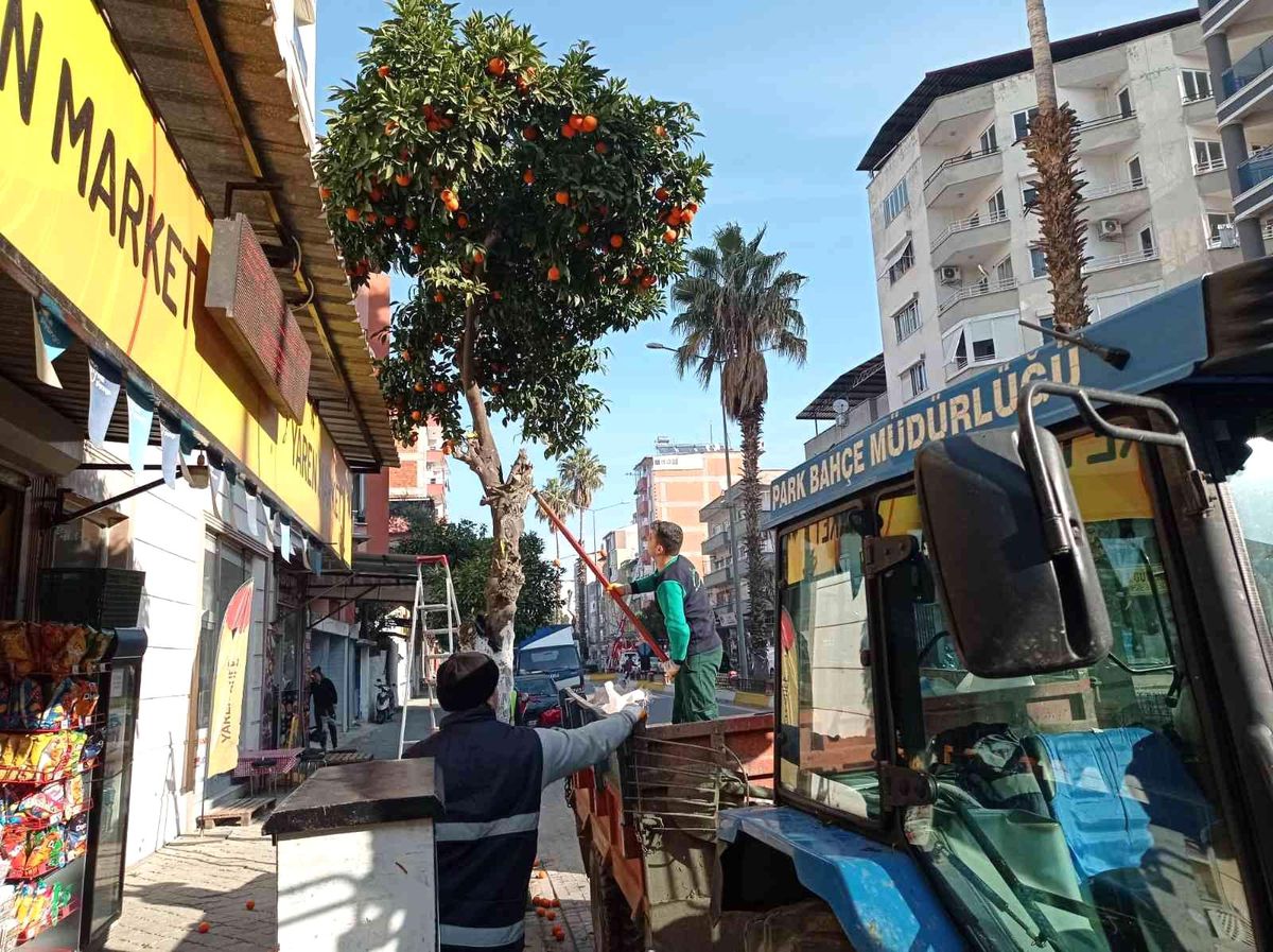 Nazilli\'de toplanan turunçlar öğrencilere burs oluyor