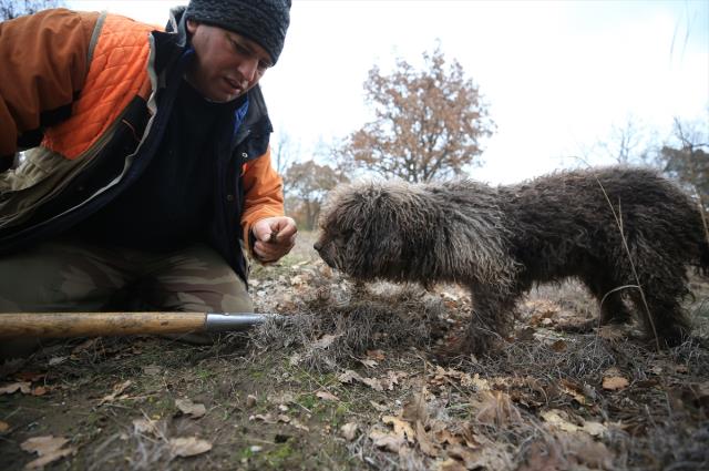 Özel eğitimli köpeklerle toplanan trüf mantarı ihraç ürünü oldu! Kilosunu 2.800 TL'ye yurt dışına satıyorlar