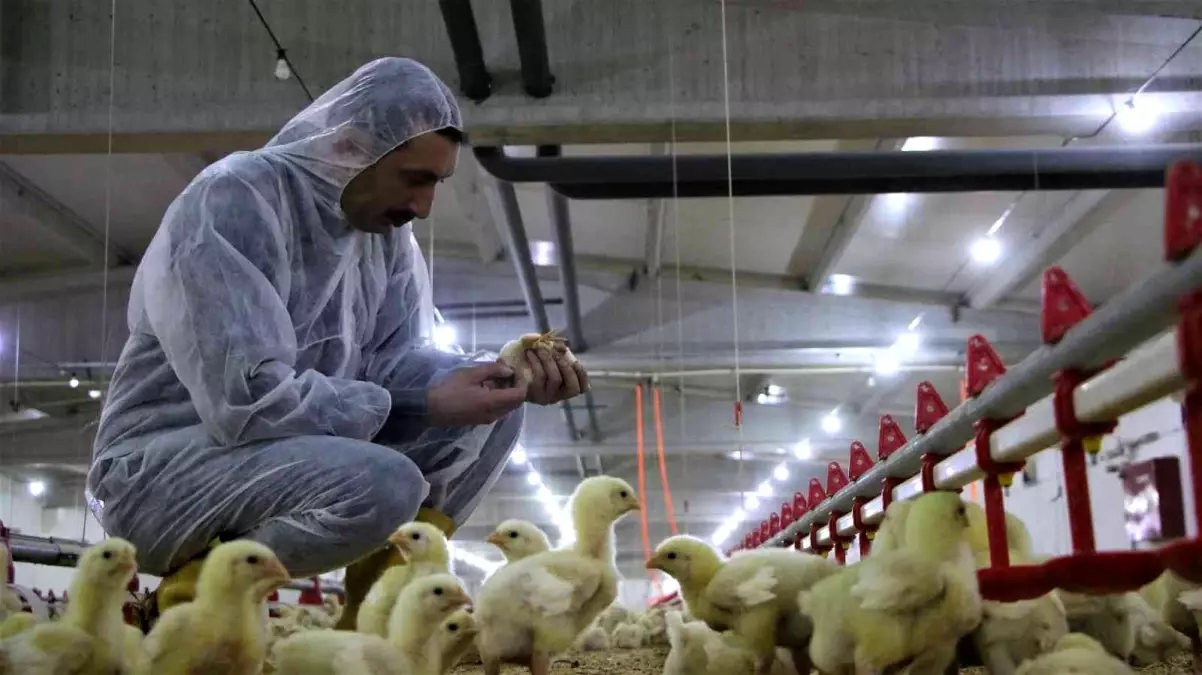 Şehir hayatından sıkılan Elazığlı, devletten aldığı destek ile 160 bin tavukluk çiftlik kurdu