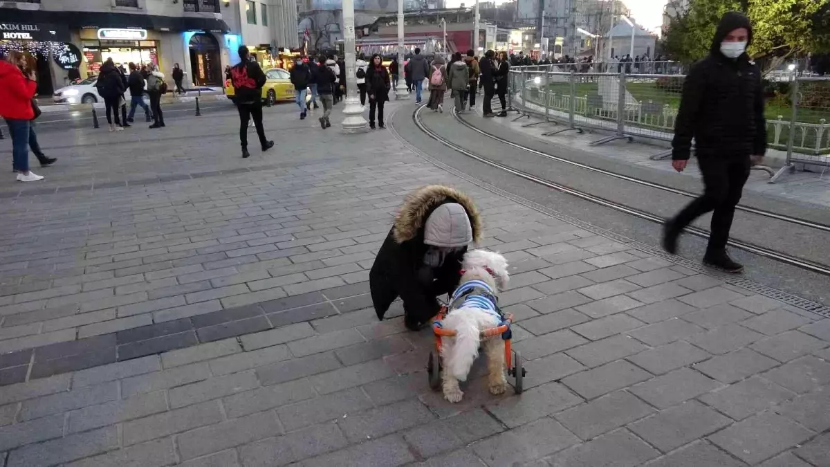 Taksim\'de engelli köpeğin yürekleri ısıtan görüntüsü